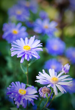 Purple Asters In The Flower Borders Of RHS Wisley Gardens, Hampshire
