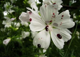 white flower with blood