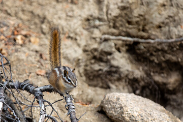 chipmunk with it's tail up to alert to danger