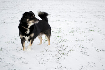 dog in the snow