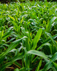 Cultivo de maíz en Panamá  en sus primeras etapas de crecimiento