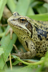 green frog closeup