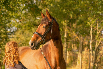 Obraz premium A brown horse head, with a bridle, woman next to the horse, in the autumn evening sun