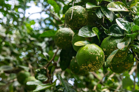 Cultivo de limones verdes en Panam&aacute; especiales para hacer refrescos. Esta es una fruta tropical muy com&uacute;n