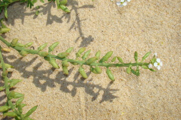 European Searocket (Cakile maritima)