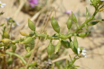 European Searocket (Cakile maritima)