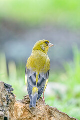 A greenfinch sitting on a tree trunk looks back at the camera stubbornly, close-up