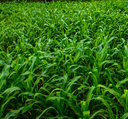 Fototapeta na wymiar Cultivo de maíz en Panamá en sus primeras etapas de crecimiento
