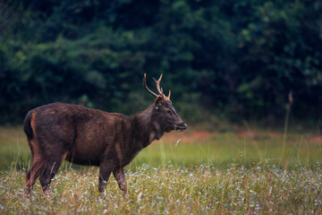 male sambar deer in khao yai national park thailand