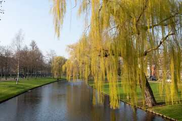 I photographed a tranquil Dutch canal lined with a weeping willow tree and green grass, capturing the calm water, reflections, and bright spring foliage in a city park under clear skies. © Jeroen Kleiberg