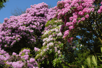 Fototapeta premium Fantastic display of different rhododendrons flowering in Spring