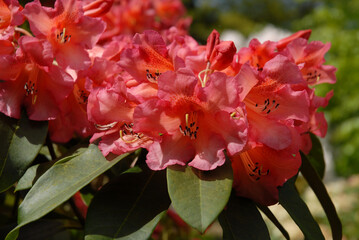 Rhododendron flowers in garden, late spring