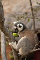 Ring lemur in Madagaskar