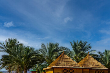 Fototapeta na wymiar palm trees against the blue sky and bungalow, beautiful tropical background. Tourism concept