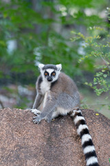 Ring lemur in Madagaskar