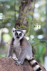 Ring lemur in Madagaskar © Jeroen Kleiberg