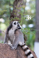 Ring lemur in Madagaskar