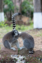 Ring lemur in Madagaskar © Jeroen Kleiberg