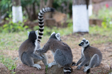 Ring lemur in Madagaskar
