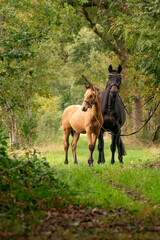 A mare with a foal standing on a forest path surrounded by autumn colors