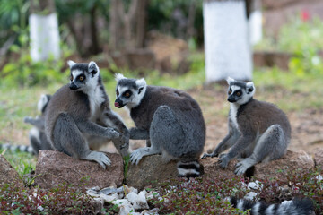 ring tailed lemur in Madagaskar