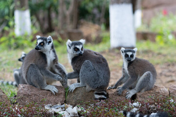 ring tailed lemur in Madagaskar