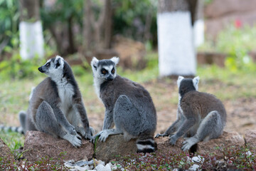 ring tailed lemur in Madagaskar