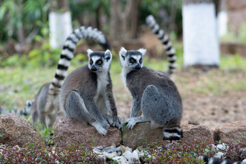 ring tailed lemur in Madagaskar © Jeroen Kleiberg