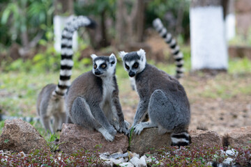 ring tailed lemur in Madagaskar