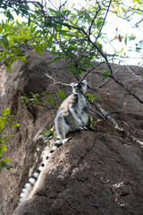 ring tailed lemur in Madagaskar