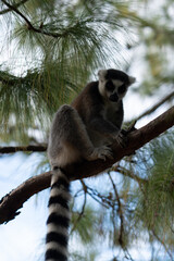 Obraz premium ring tailed lemur in Madagaskar