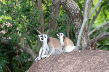 ring tailed lemur in Madagaskar