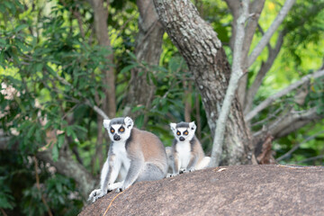 ring tailed lemur in Madagaskar