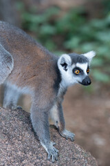 Obraz premium Ring-tailed lemur with striped tail raised, Madagascar