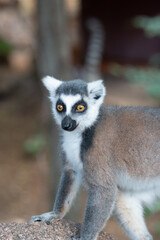 ring tailed lemur in Madagaskar