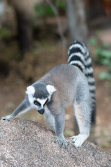 ring tailed lemur in Madagaskar