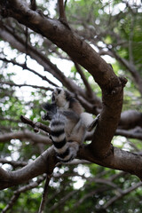 ring tailed lemur in Madagaskar