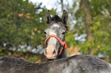 A grey foal in a halter peeking out from behind another foal