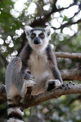 ring tailed lemur in Madagaskar