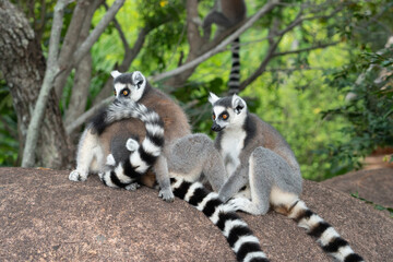 ring tailed lemur in Madagaskar