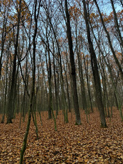 beautiful autumn park in the evening