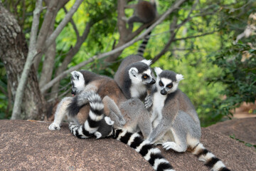 ring tailed lemur in Madagaskar