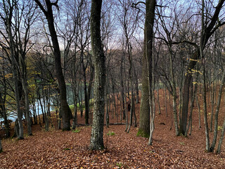 Fototapeta premium beautiful autumn park in the evening