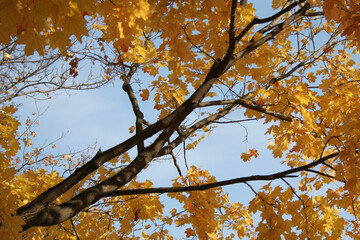 Autumn colors in the park