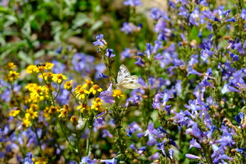 White butterfly in a field of yellow and purple flowers
