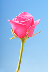 Close-up of pink rose on blue background