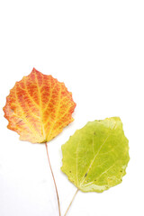 Close-up of autumn leaf - studo shot