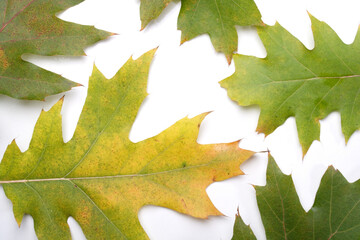Close-up of autumn leaf - studo shot