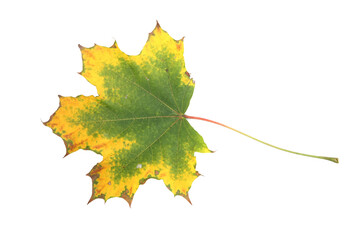 Close-up of autumn leaf - studo shot