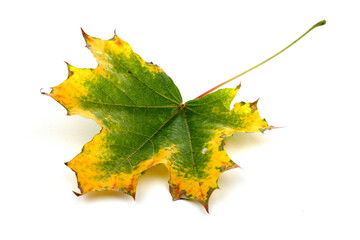 Close-up of autumn leaf - studo shot